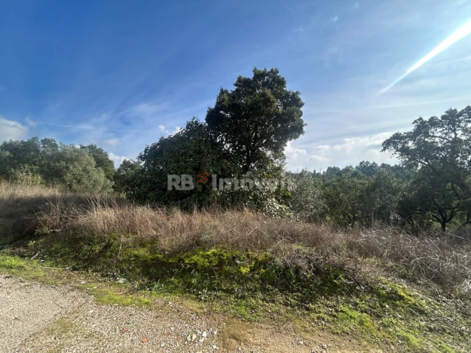 Terreno Agricola ou Rústico para Venda em São Pedro de Tomar Foto 12