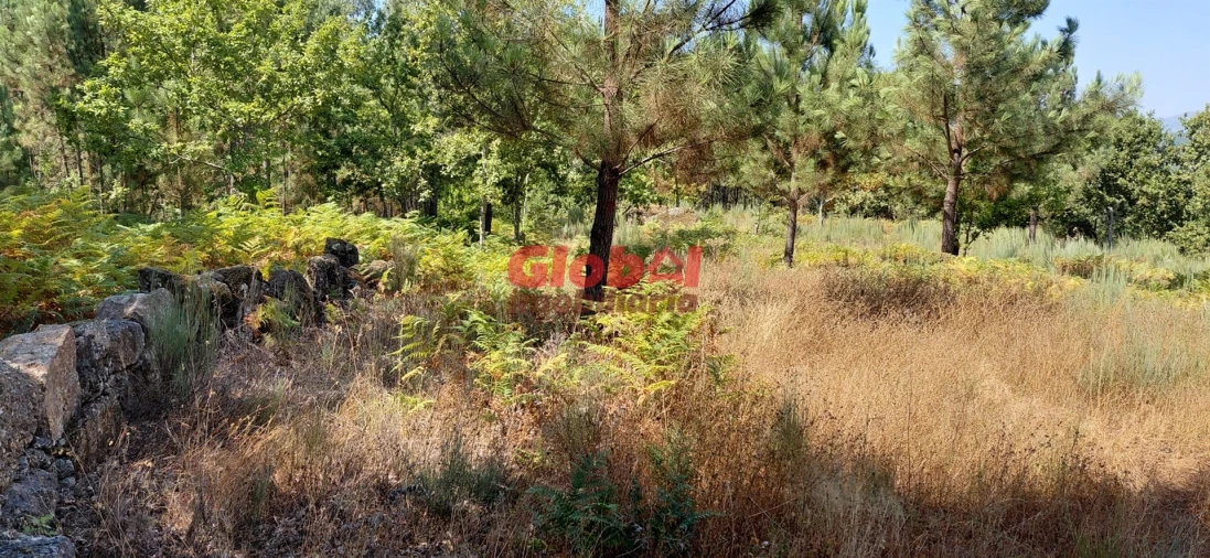 Terreno Agricola ou Rústico para Venda em Faíl e Vila Chã de Sá Foto 2