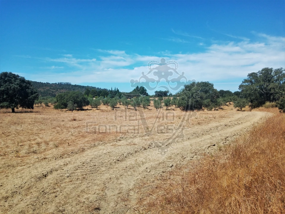 Terreno para Venda em Gloria Foto 2