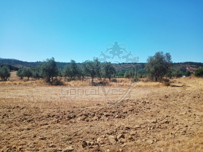 Terreno para Venda em Gloria Foto 8