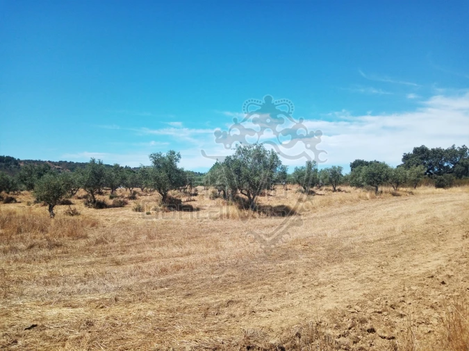 Terreno para Venda em Gloria Foto 4