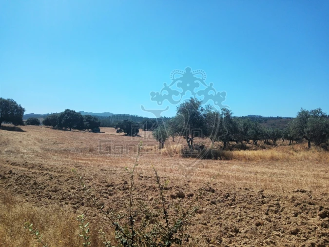Terreno para Venda em Gloria Foto 5