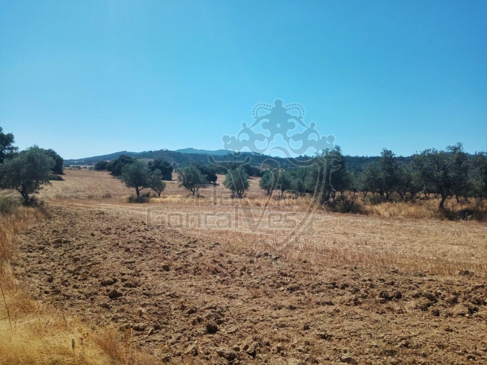 Terreno para Venda em Gloria Foto 7