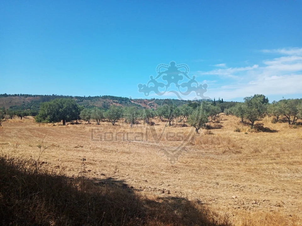 Terreno para Venda em Gloria Foto 9
