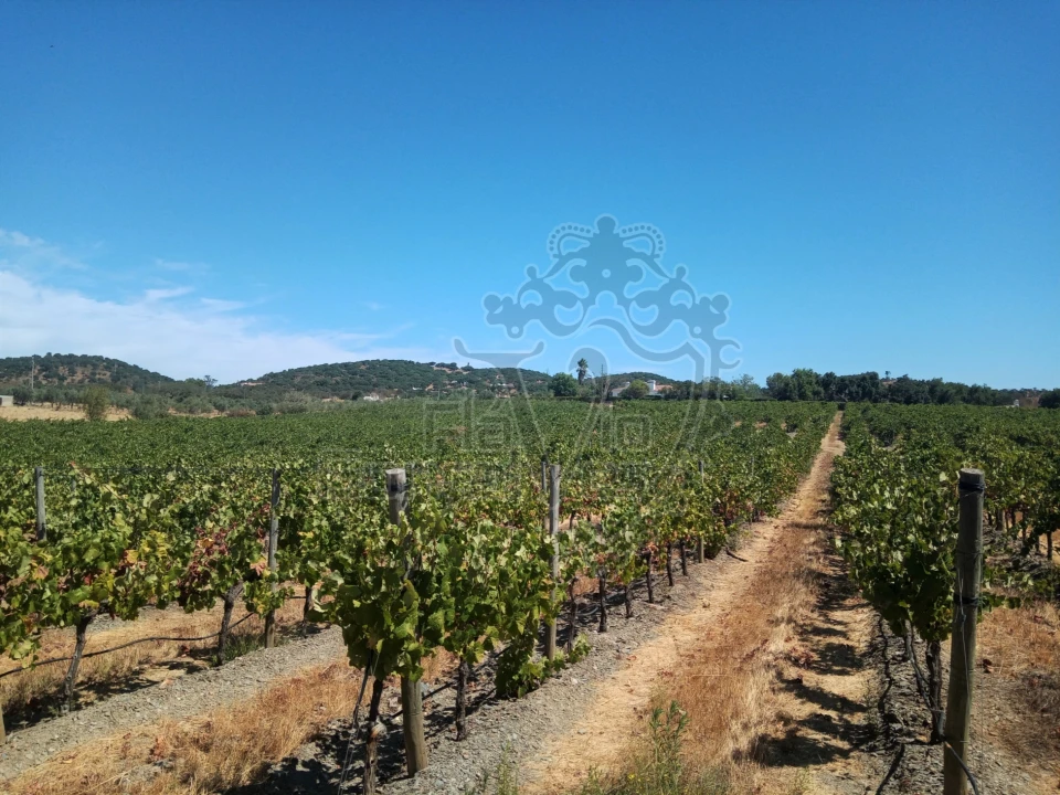 Terreno para Venda em Gloria Foto 10