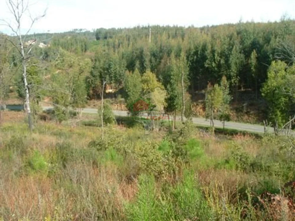 Terreno para Venda em Sertã Foto 1