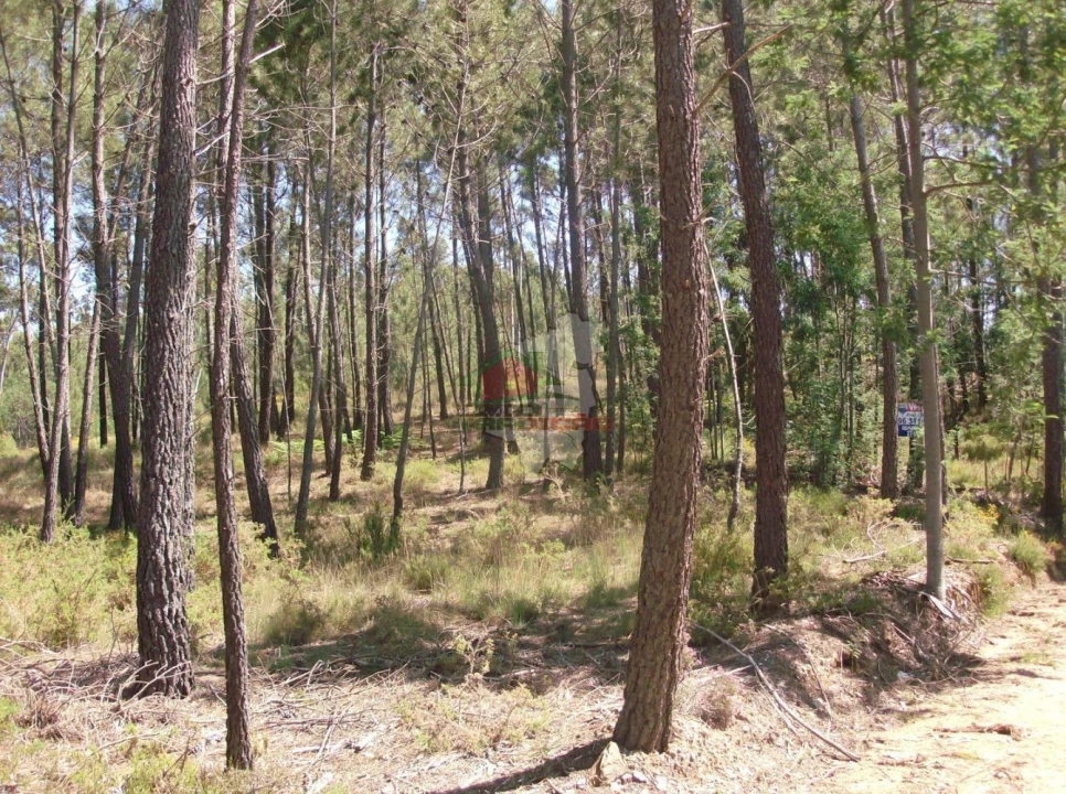 Terreno para Venda em Graça Foto 5