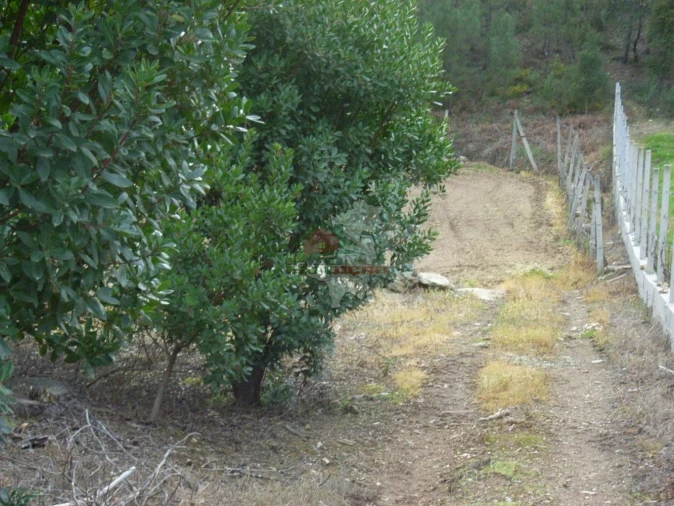Terreno para Venda em Cernache do Bonjardim, Nesperal e Palhais Foto 6