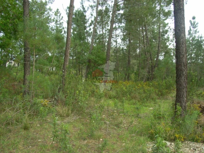 Terreno para Venda em Cernache do Bonjardim, Nesperal e Palhais Foto 2