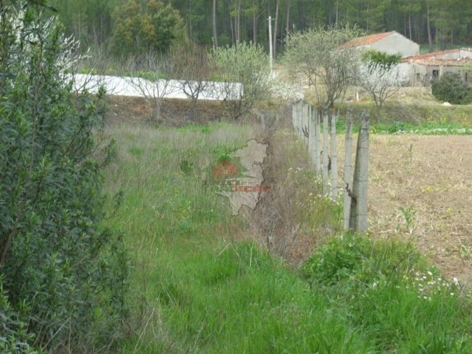 Terreno para Venda em Cernache do Bonjardim, Nesperal e Palhais Foto 4