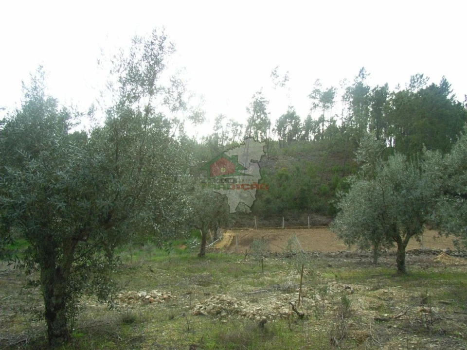 Terreno para Venda em Cernache do Bonjardim, Nesperal e Palhais Foto 1