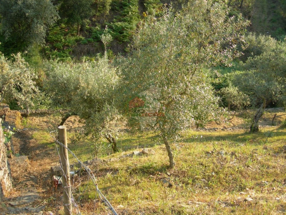 Terreno para Venda em Troviscal Foto 8