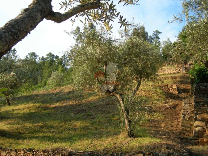 Terreno para Venda em Troviscal Foto 9