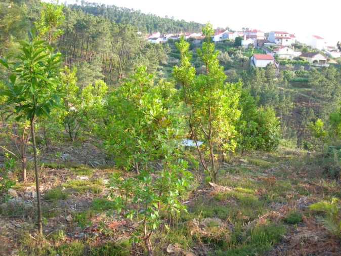 Terreno para Venda em Troviscal Foto 1
