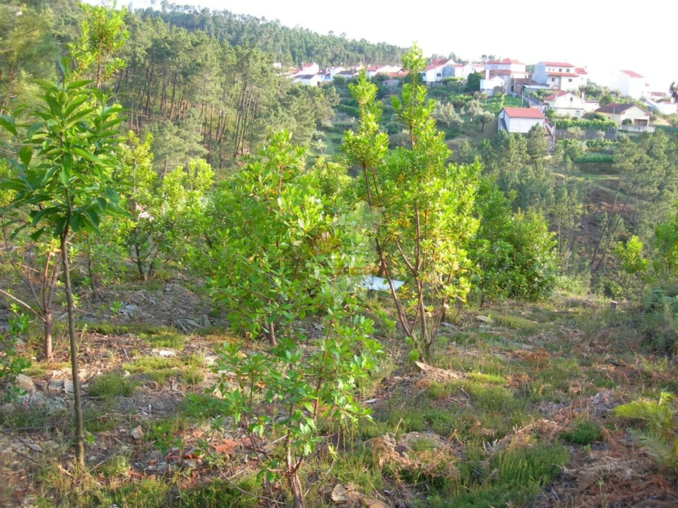 Terreno para Venda em Troviscal Foto 1