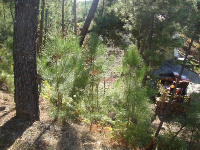 Terreno para Venda em Troviscal Foto 3