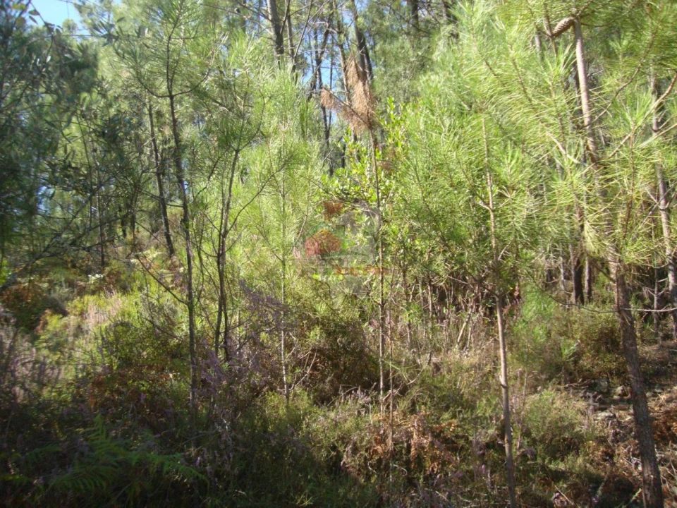 Terreno para Venda em Troviscal Foto 8