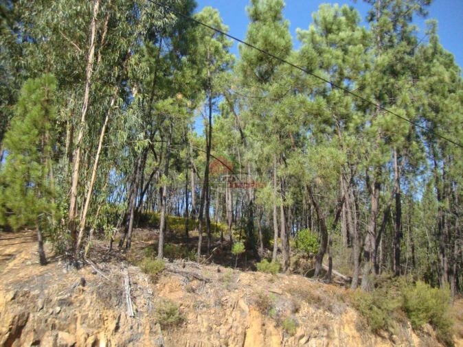 Terreno para Venda em Troviscal Foto 4