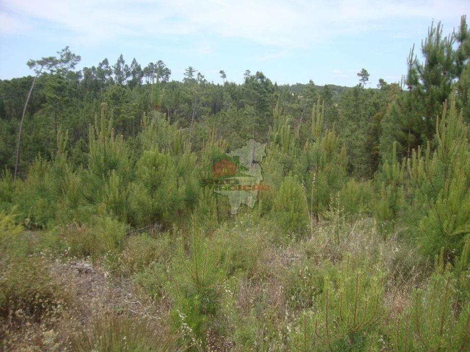 Terreno para Venda em Cernache do Bonjardim, Nesperal e Palhais Foto 2