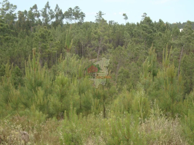 Terreno para Venda em Cernache do Bonjardim, Nesperal e Palhais Foto 3