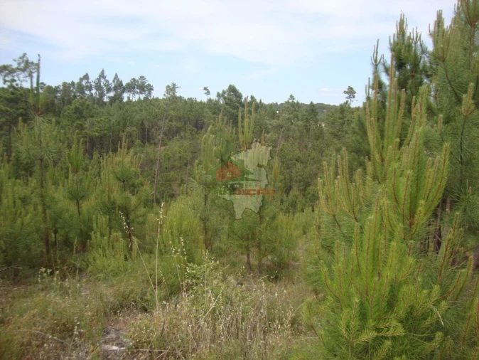 Terreno para Venda em Cernache do Bonjardim, Nesperal e Palhais Foto 1
