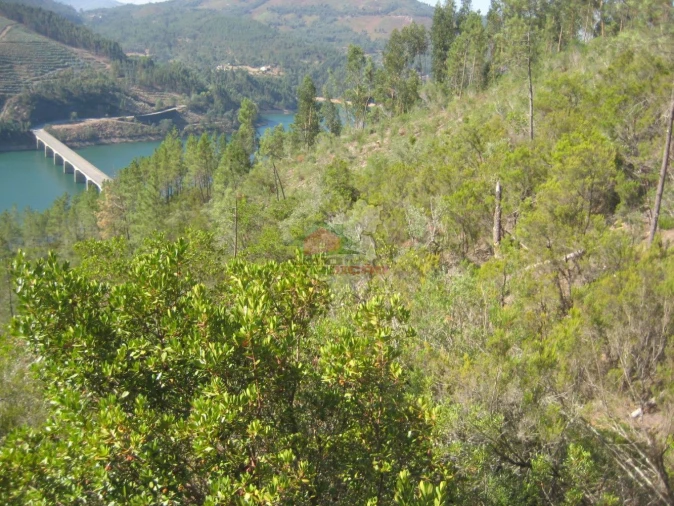 Terreno para Venda em Cernache do Bonjardim, Nesperal e Palhais Foto 1