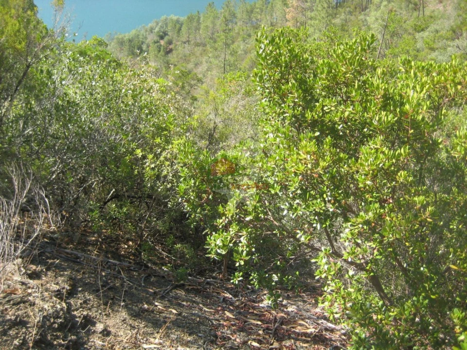 Terreno para Venda em Cernache do Bonjardim, Nesperal e Palhais Foto 4