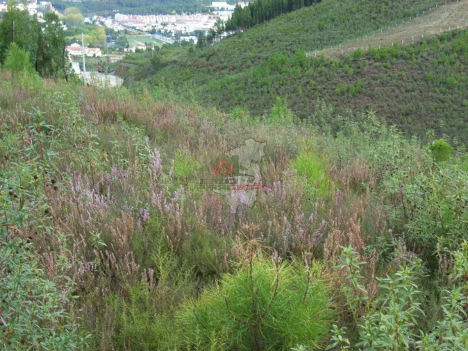 Terreno para Venda em Cumeada e Marmeleiro Foto 6