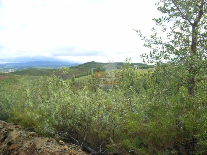 Terreno para Venda em Cumeada e Marmeleiro Foto 1