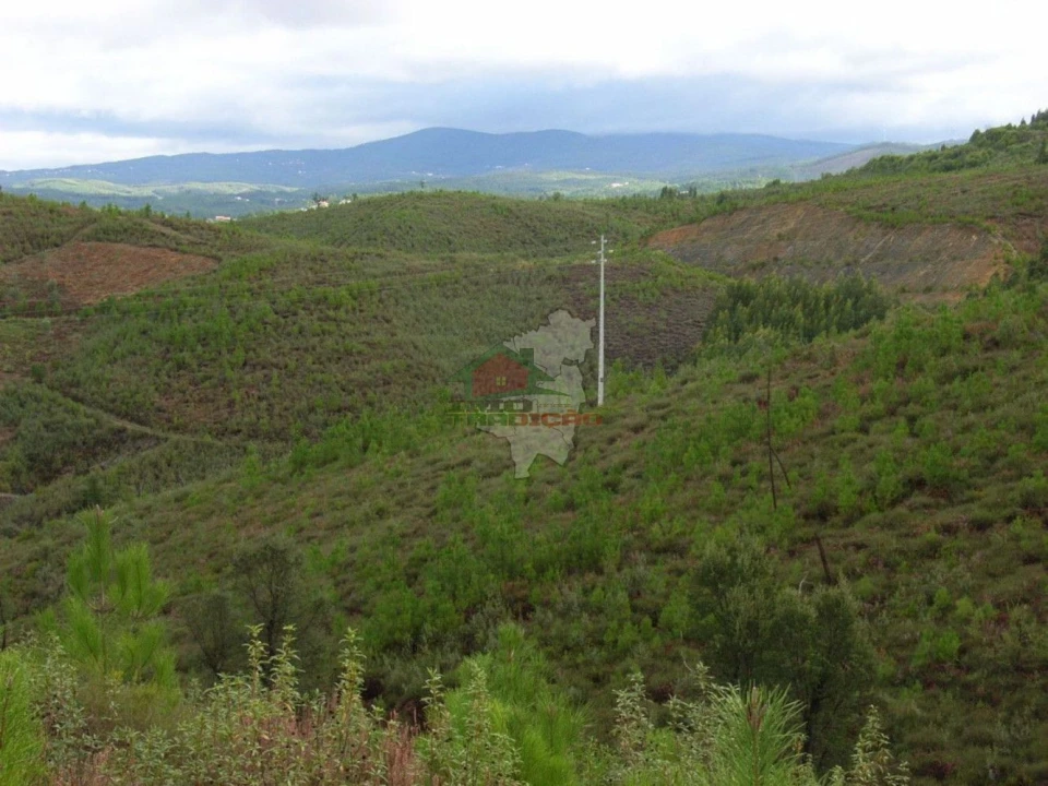 Terreno para Venda em Cumeada e Marmeleiro Foto 7