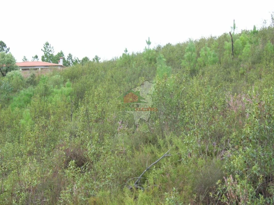 Terreno para Venda em Cumeada e Marmeleiro Foto 5