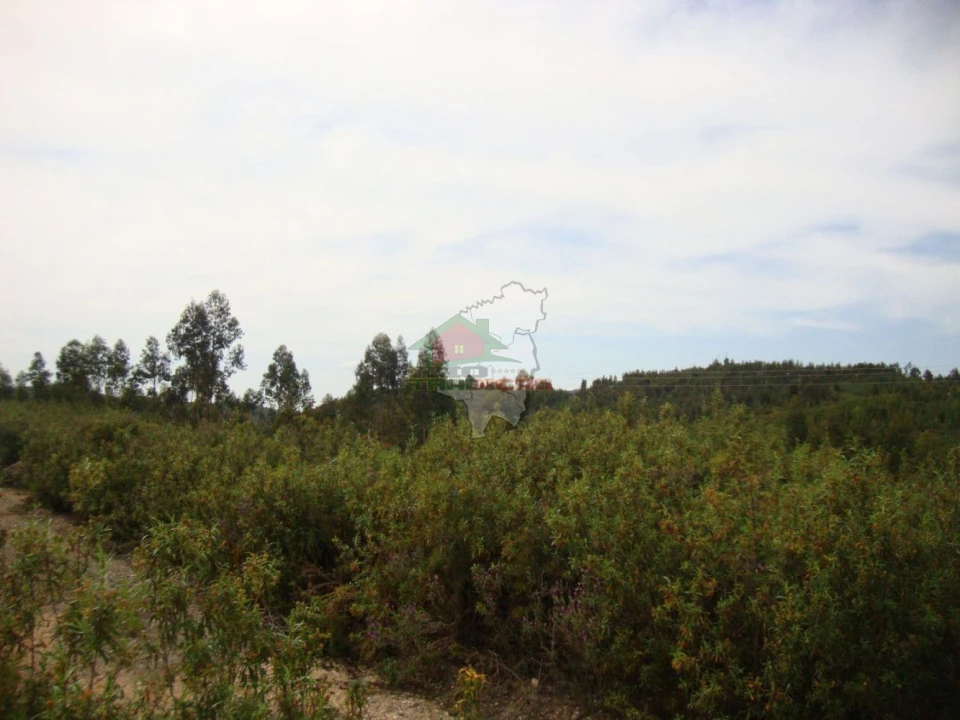 Terreno para Venda em Cernache do Bonjardim, Nesperal e Palhais Foto 1