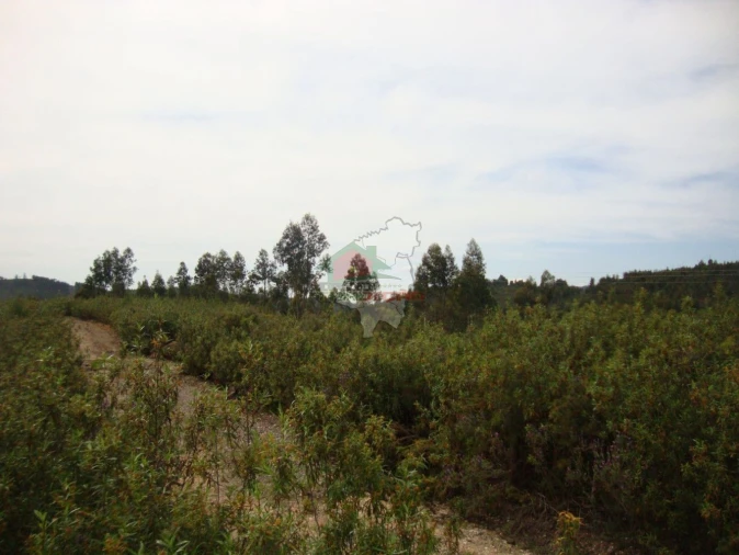 Terreno para Venda em Cernache do Bonjardim, Nesperal e Palhais Foto 2