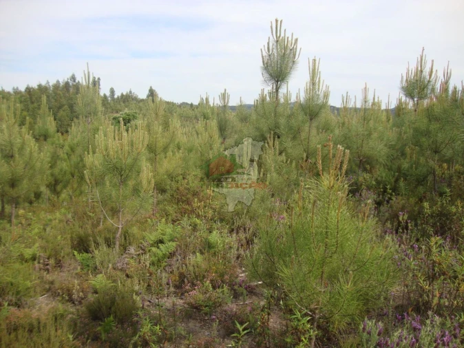 Terreno para Venda em Cernache do Bonjardim, Nesperal e Palhais