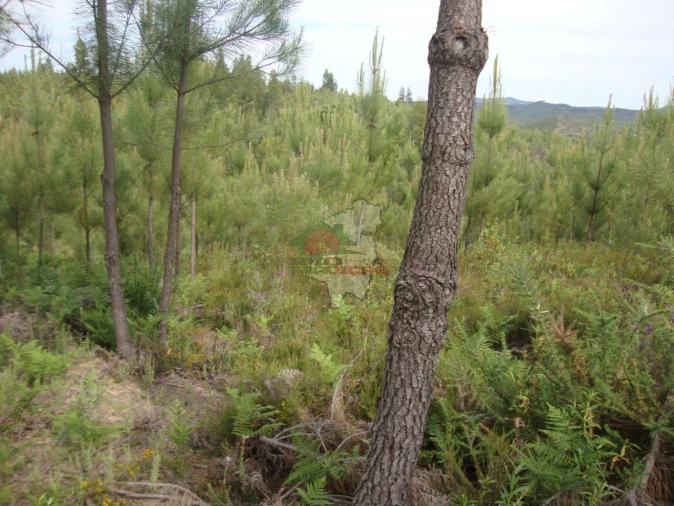 Terreno para Venda em Cernache do Bonjardim, Nesperal e Palhais Foto 3