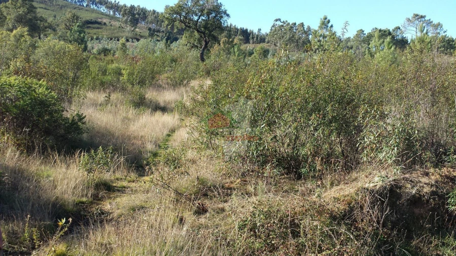 Terreno para Venda em Cardigos
