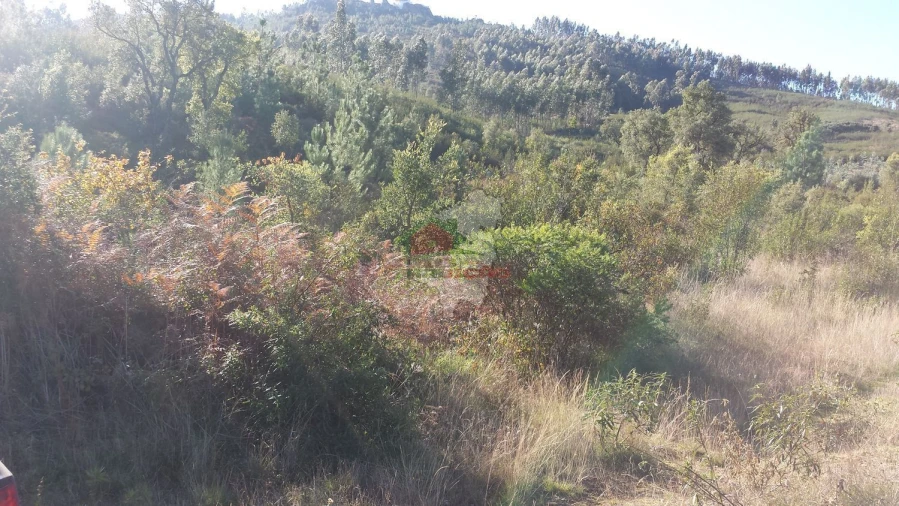 Terreno para Venda em Cardigos Foto 2