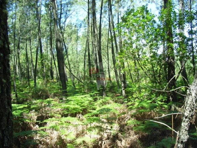 Terreno para Venda em Sertã Foto 4