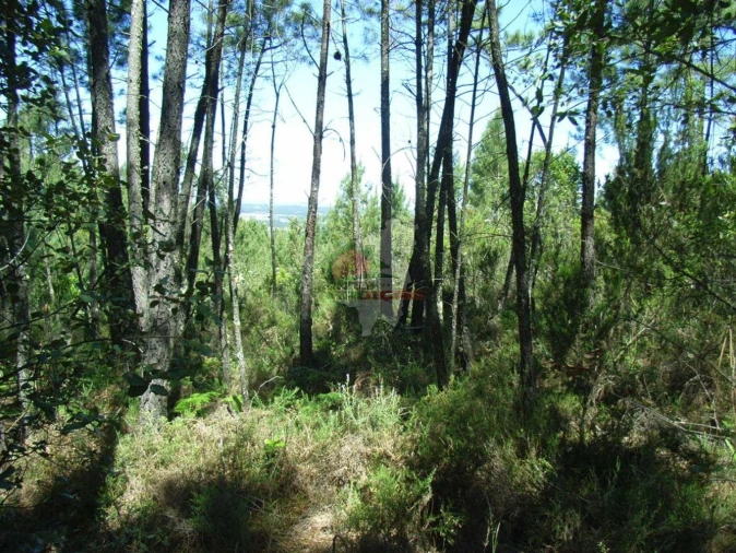 Terreno para Venda em Sertã