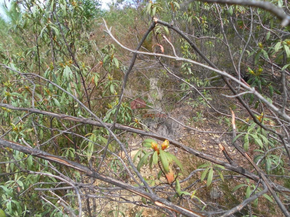Terreno para Venda em Alvaro Foto 2