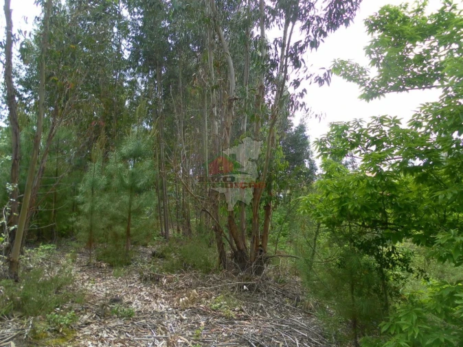 Terreno para Venda em Cernache do Bonjardim, Nesperal e Palhais Foto 6