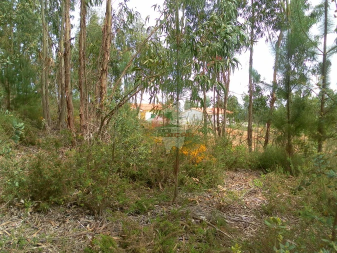 Terreno para Venda em Cernache do Bonjardim, Nesperal e Palhais Foto 8