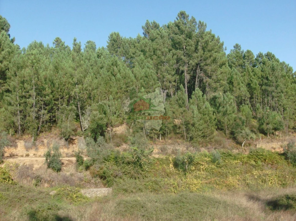 Terreno para Venda em Troviscal Foto 4