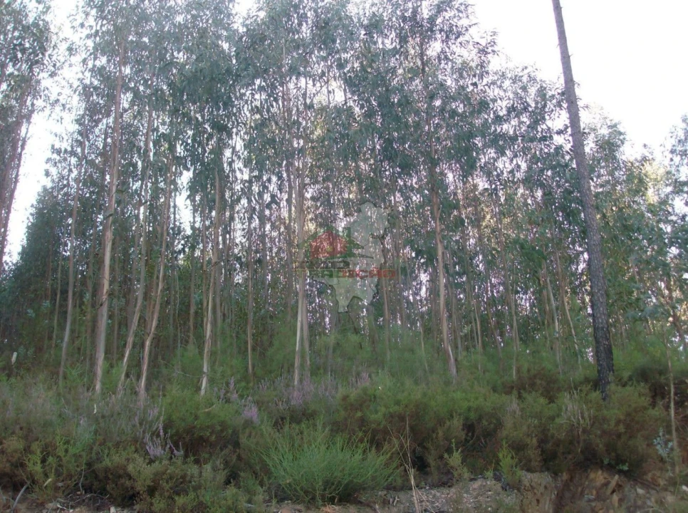 Terreno para Venda em Troviscal Foto 5