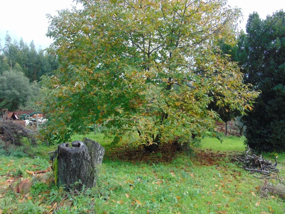 Quinta T0 para Venda em Sertã Foto 11