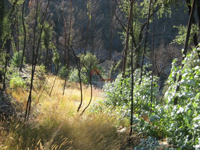 Terreno para Venda em Alvaro Foto 13