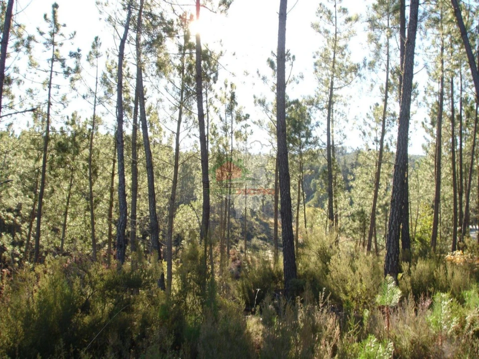 Terreno para Venda em Oleiros-Amieira Foto 1