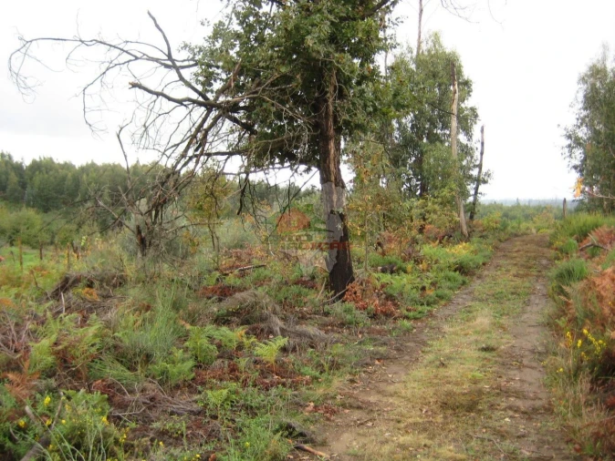 Quinta T1 para Venda em Vila Facaia Foto 25