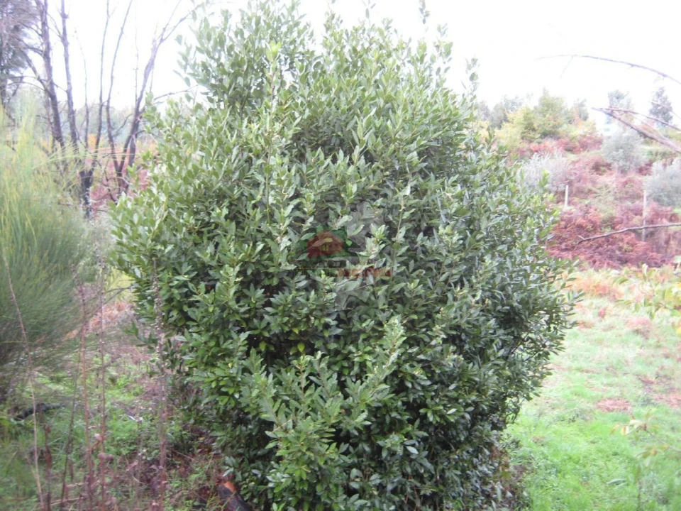 Quinta T1 para Venda em Vila Facaia Foto 17