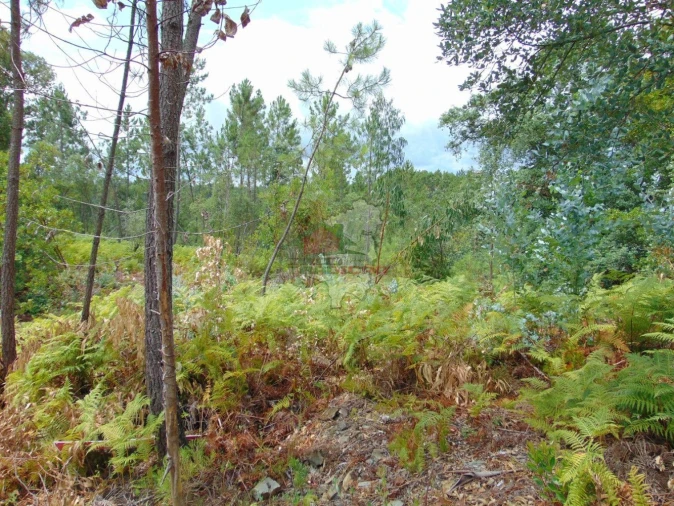 Terreno para Venda em Sertã